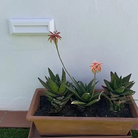 Casa Lola Conil, Azotea Al Mar Y Parking Solo Familias O Parejas Casa vacanze Conil De La Frontera